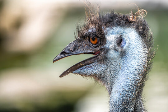 emu close up