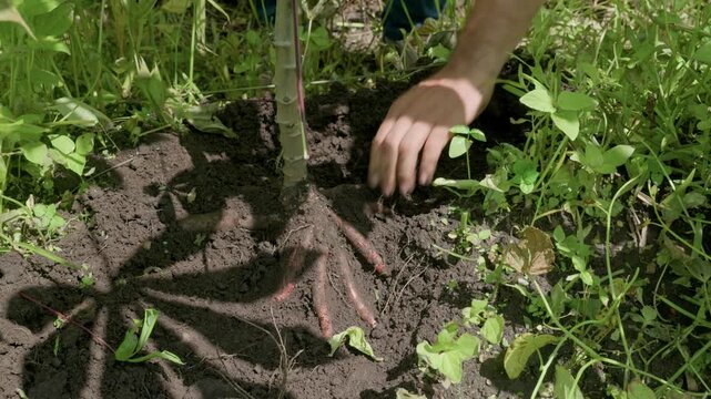 Close-up cinematic footage of cassava (yuca) roots exposed in rich fertile soil while a farmer uncovers the root system by hand. The clip showcases root crop cultivation, sustainable agriculture, trop