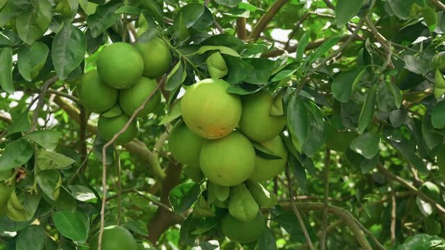 Close-up cinematic shot of ripe and unripe citrus fruits growing in dense clusters on a healthy citrus tree. Vibrant green foliage surrounds the fruit as soft natural light filters through the orchard