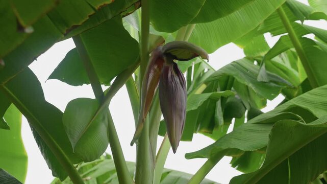 Cinematic close-up of a banana flower hanging beneath large tropical leaves in a lush banana plantation. The camera captures the vibrant purple blossom and fresh green foliage gently moving in the bre