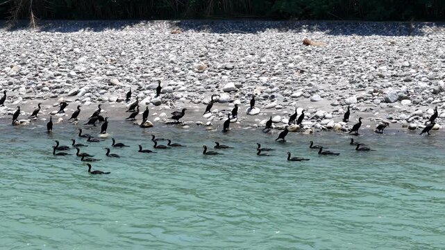 Black cormorants gather on rocky riverbank. They float, stand, or swim in clear turquoise water. Some birds dive, others rest. Natural wildlife scene, peaceful, undisturbed. Ideal for nature, ecology
