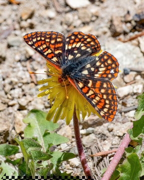 Edith's Checkerspot Butterfly on the Elk Meadow Trail, Wasatch Range, Utah