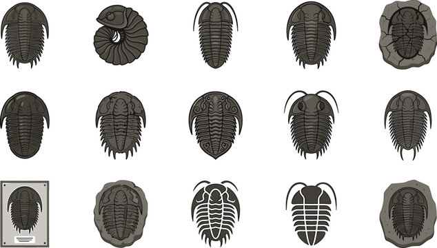 Trilobite fossil vector illustration set featuring ancient prehistoric arthropods marine organisms and paleontology museum museum exhibits on white background