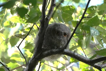 Fototapeta premium Baby Scops Owl Resting Among Forest Leaves