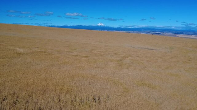  Flight forward foreground of rippling wheat crop on windy day with Mount Hood background