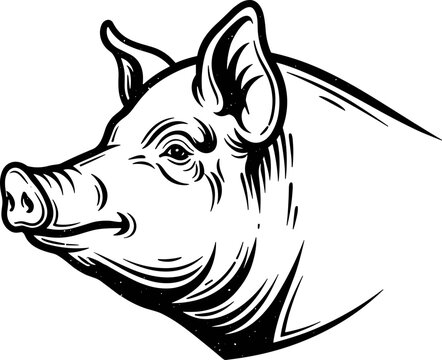 Pig Head Illustration - Farm Animal Portrait