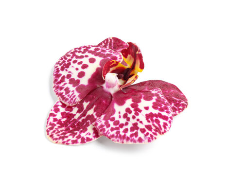 Purple and white spotted orchid flower, exotic beauty and tropical nature, isolated on a clean white background