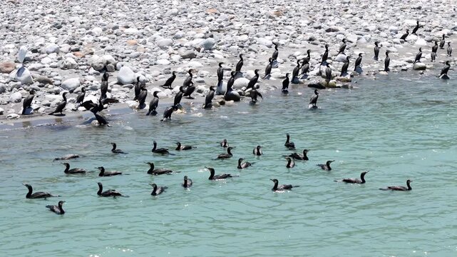 Black cormorants gather near turquoise water. They wade, swim, and stand on pebble shores. Some birds dive, others rest in groups. Nature's calm moment captured in motion. Perfect for wildlife