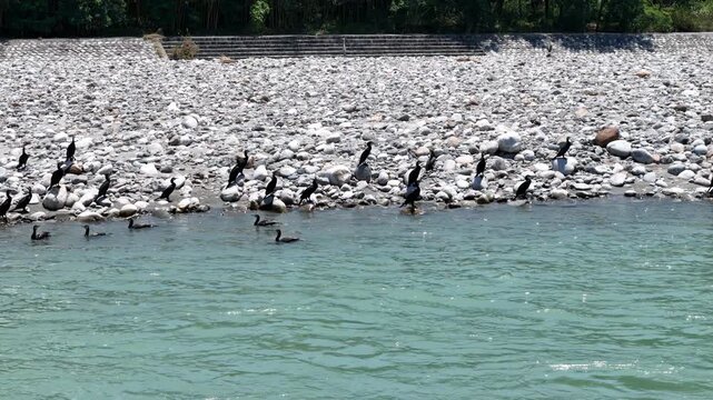 Black cormorants gather on rocky riverbank. Some swim, others stand, preening feathers. Calm turquoise water reflects distant green trees. Nature scene captures wild birds in natural habitat