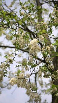 Vertical 4K footage of a blooming black locust tree (Robinia pseudoacacia) covered with cascading white flower clusters in bright spring sunlight. This video highlights seasonal flowering trees