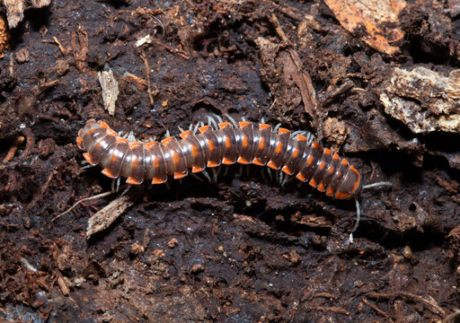 Flat-backed millipede (Euryurus) crawling over damp soil with its many legs in the mountains of South Carolina. 