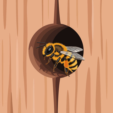 Mason bee emerging from a round hole in wood