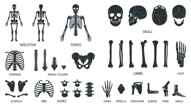 Anatomy Study: Human Skeleton Parts and Skull Illustrations