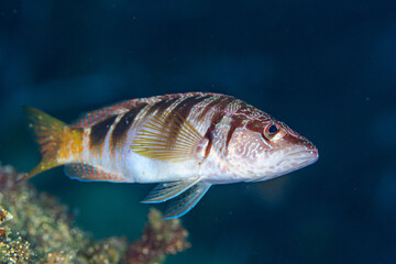 close up of a fish © Evgenios