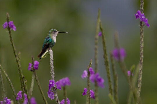 Crowned wood nymph perched atop a stem