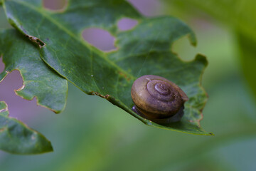 Snail on green leaf with holes, showing natural texture and delicate shell in soft blurred background environment © somchairakin