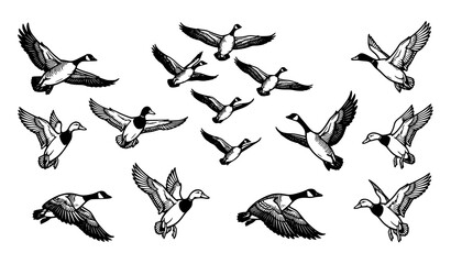 Flying goose and duck silhouettes illustration with bold woodcut style flock of birds soaring together in formation © Abddulah