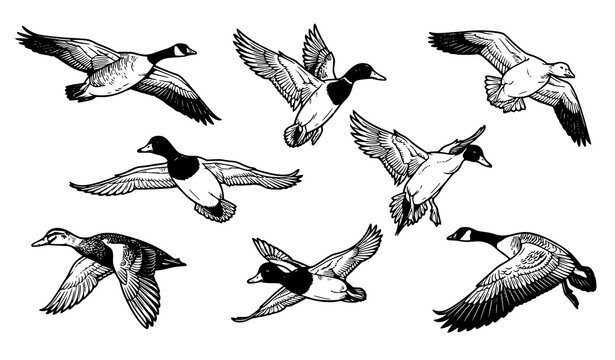 Flying geese and ducks illustration set with detailed feather line art showing birds in various wing positions and angles