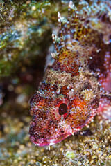 coral reef with fish © Evgenios