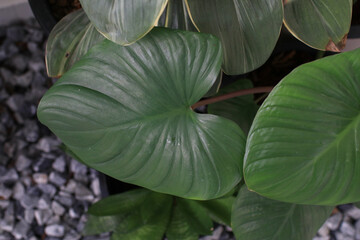 Heartleaf Philodendron leaf, showcasing intricate vein pattern and glossy texture hinting at a thriving indoor plant. © Warunporn