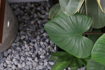 Heartleaf Philodendron leaf, showcasing intricate vein pattern and glossy texture hinting at a thriving indoor plant. © Warunporn