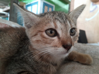 portrait of a cat © hendri