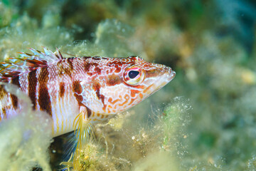 close up of a fish © Evgenios