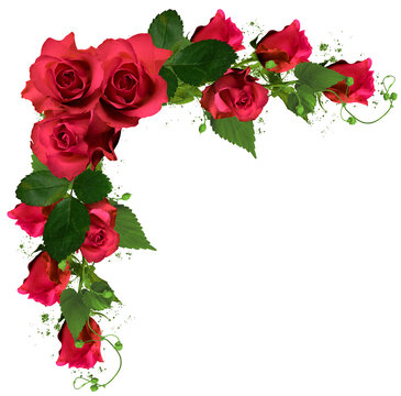 red roses border