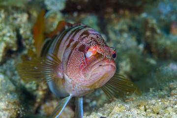 close up of a fish © Evgenios