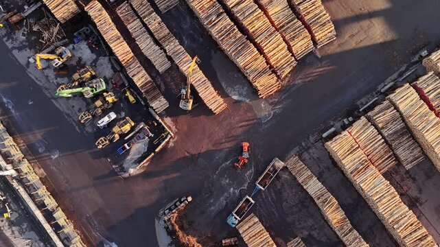 Wellington port at sunrise. A backhoe loads trucks among massive timber stacks, showcasing New Zealand's bustling forestry industry