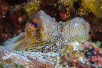 octopus on a coral macro close up © Evgenios