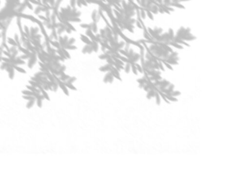 Tree leaf shadow overlay on white wall. Summer sunlight dappled shadow overlay effect on transparent background