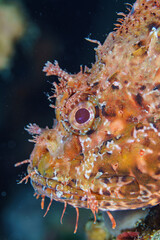 scorpion fish on coral © Evgenios