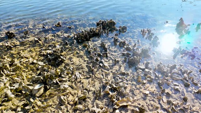 Morning sunlight sparkles across shallow water above an oyster bed as a small crab moves along the sandy bottom beneath the clear surface.