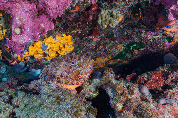 coral reef with sea © Evgenios