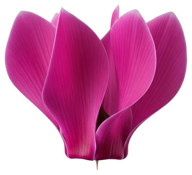 Vibrant pink cyclamen flower petal blooming over transparent background