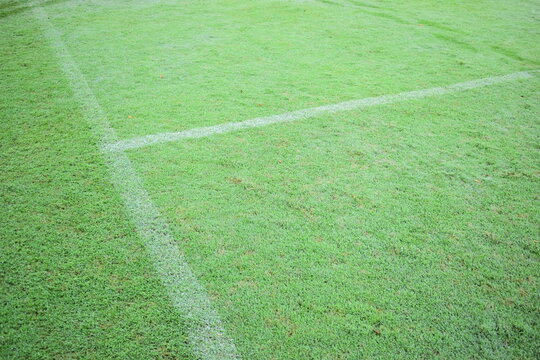 green grass background, exterior design