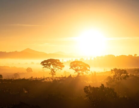 Sunset over savannah with trees landscape.