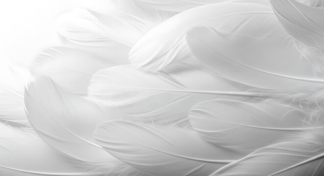 Close up detail of soft and gentle bird feathers in a cluster