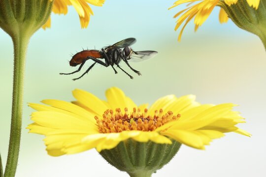 Tachina fly (Cylindromyia bicolor), in flight, on Marigold (Calendula officinalis), Germany