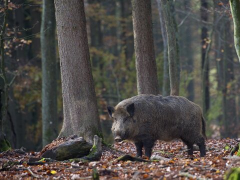 Wild Boar (Sus scrofa), Daun, Rhineland-Palatinate, Germany