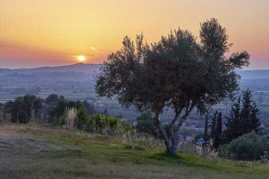 A solitary tree on a hill in an evening landscape with low sun, Hotel Europa, garden restaurant and view of the surrounding landscape, Olympia, Peloponnese, Greece