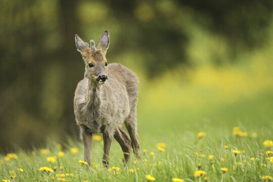 European roe deer (Capreolus capreolus) yearling in winter coat, with a short basal spike secured in dandelion meadow, Allg&auml;u, Bavaria, Germany