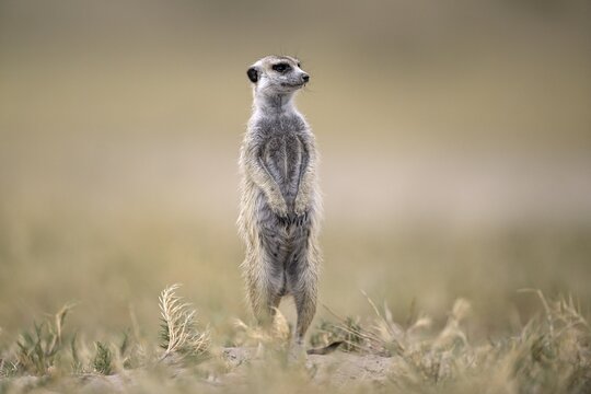 Meerkats or suricates (Suricata suricatta), Makgadikgadi Salt Pans, Makgadikgadi Pans National Park, Central District, Botswana