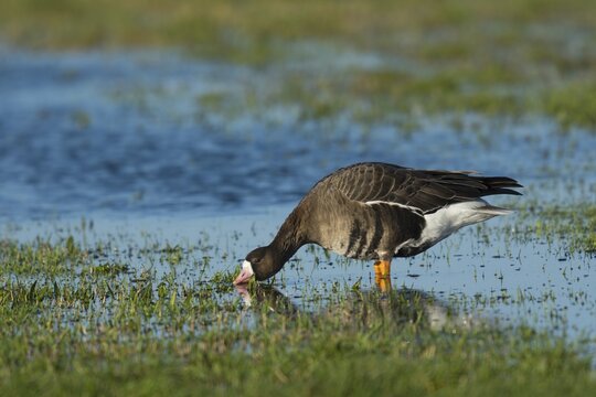 Greater white-fronted goose (Anser albifrons) dabbling, Texel, North Holland, Netherlands
