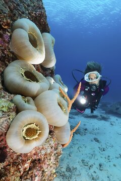 Diver viewing Disc Anemone, Giant Cup Mushroom (Amplexidiscus fenestrafer), closed, Pacific Ocean, Sulu Lake, Tubbataha Reef National Marine Park, Palawan Province, Philippines Palawan, Philippines