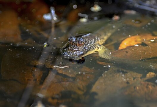 Atlantic mudskipper (Periophthalmus barbarus), Loango National Park, Parc National de Loango, Ogoou&eacute;-Maritime Province, Gabon