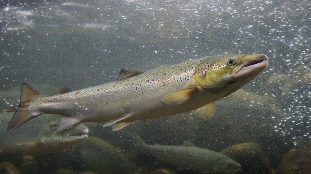 Swimming salmon (Salmo salar) under water, Laerdalsoyri, Norway