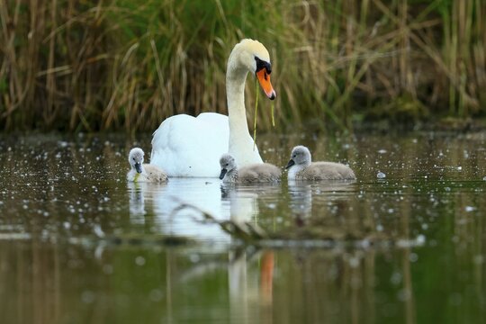 A swan with chicks exploring the surface of a pond surrounded by grass, Mute Swan, (cygnus olor), wildlife, Germany