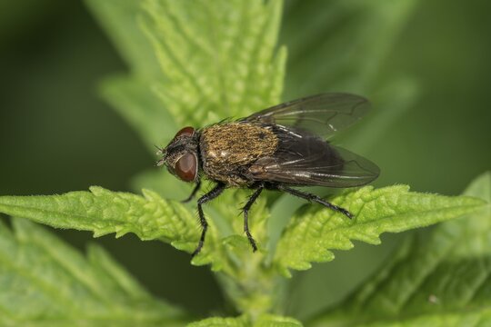 Blowfly (Pollenia labialis) on a nettle, Baden-W&uuml;rttemberg, Germany